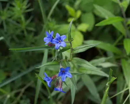FM9A5840 Grémil pourpre-bleu (Buglossoides purpurocaerulea (L.) I.M.Johnst., 1954)