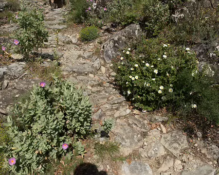 FM9A5893 A gauce, ciste blanchâtre (Cistus albidus L., 1753) et à droite, ciste à feuilles de sauge (Cistus salviifolius L., 1753)