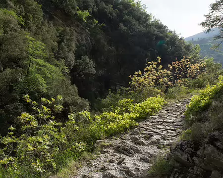 FM9A5919 Vallon de Carleva