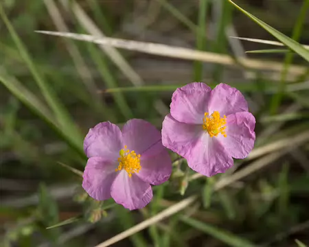 FM9A6024 Hélianthème (Helianthemum nummularium var. roseum (Willk.) G.López