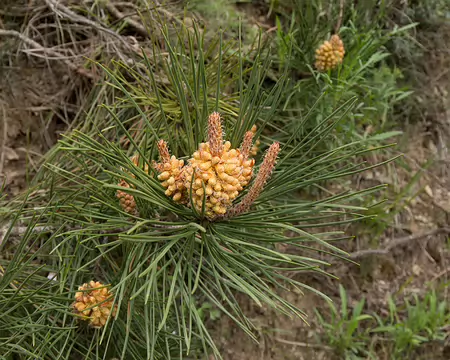 FM9A6030 Pin sylvestre