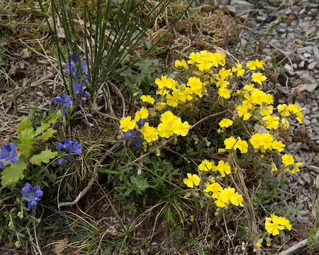 FM9A6042 Hélianthème (Helianthemum nummularium (L.) Mill., 1768) et Polygale du calcaire (Polygala calcarea F.W.Schultz, 1837)