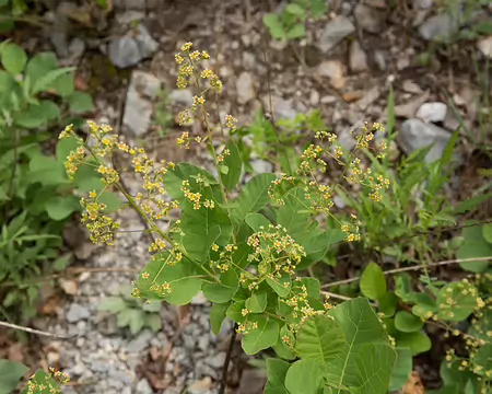 FM9A6055 Fustet, ou arbre-à-perruques (Cotinus coggygria Scop., 1771)