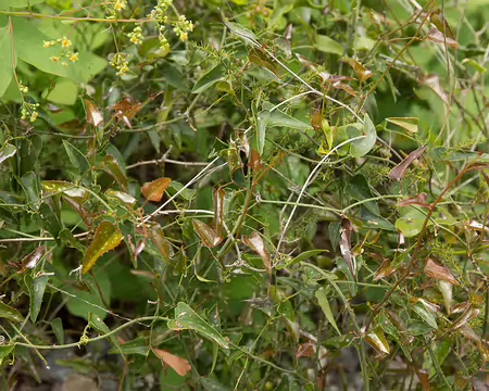 FM9A6056 Salsepareille (Smilax aspera L., 1753)