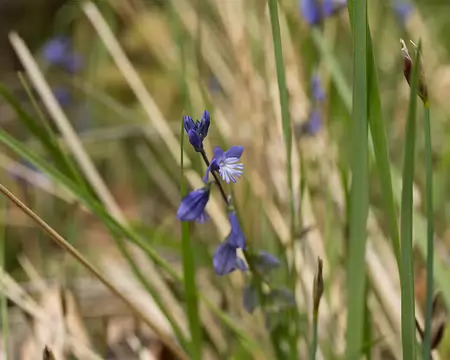 FM9A6065 Polygale du calcaire (Polygala calcarea F.W.Schultz, 1837)