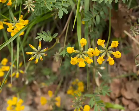 FM9A6068 Hippocrépide en toupets (Hippocrepis comosa L., 1753)