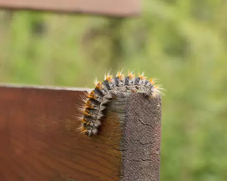 FM9A6091 Une processionnaire du pin !