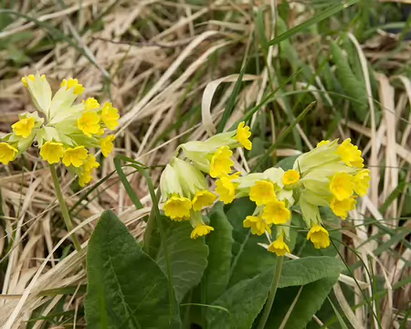 FM9A6096 Coucou (Primula veris L., 1753)