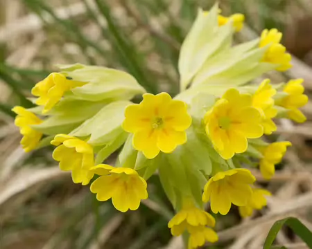 FM9A6097 Coucou (Primula veris L., 1753)