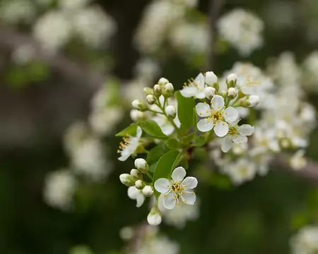 FM9A6105 Bois de Sainte-Lucie (Prunus mahaleb L., 1753)