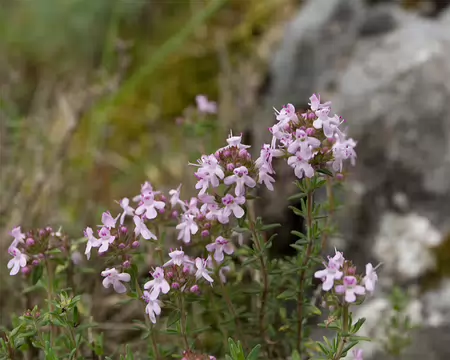 FM9A6118 Thym commun (Thymus vulgaris L., 1753)