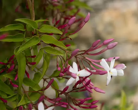 FM9A6241 Jasmin, cultivé