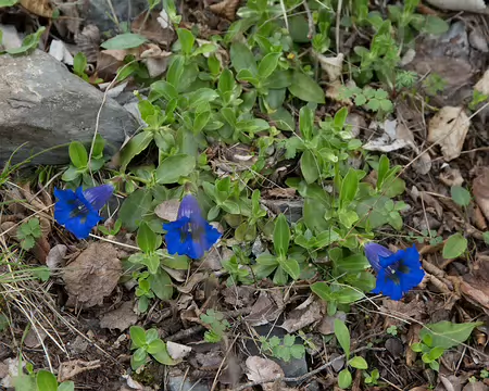 FM9A6334 Gentiane de Ligurie (Gentiana ligustica R.Vilm. & Chopinet)