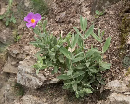 FM9A6370 Ciste blanchâtre (Cistus albidus L., 1753)