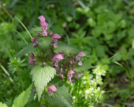 FM9A6412 Lamier à feuilles maculées (Lamium maculatum (L.) L., 1763)