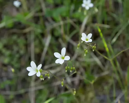 FM9A6414 Saxifrage hérissée (Saxifraga hirsuta L., 1759)