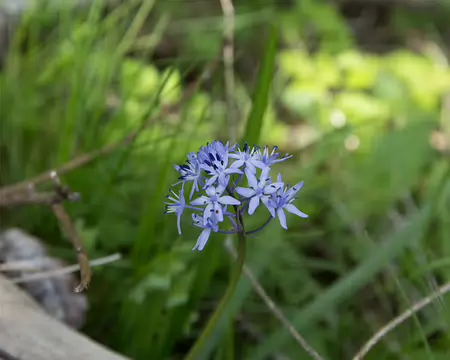 FM9A6416 Scille d'Italie (Hyacinthoides italica (L.) Rothm., 1944)