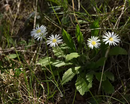 FM9A6423 Aster de Micheli (Bellidiastrum michelii Cass., 1817)