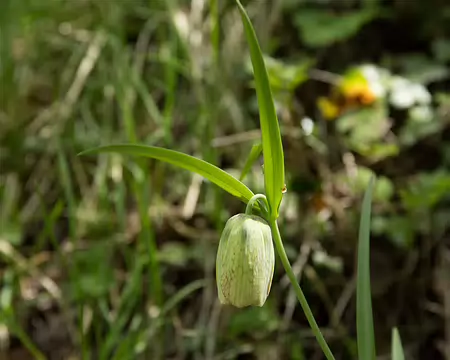 FM9A6425 Fritillaire a involucre (Fritillaria involucrata All., 1789)