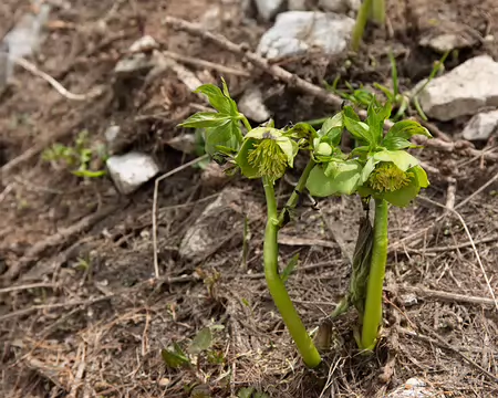 FM9A6716 Hellébore vert (Helleborus viridis L., 1753)