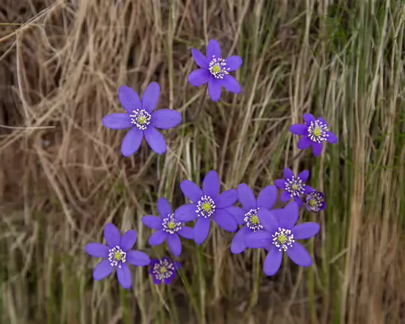 FM9A6718 Hépatique noble (Anemone hepatica L., 1753)