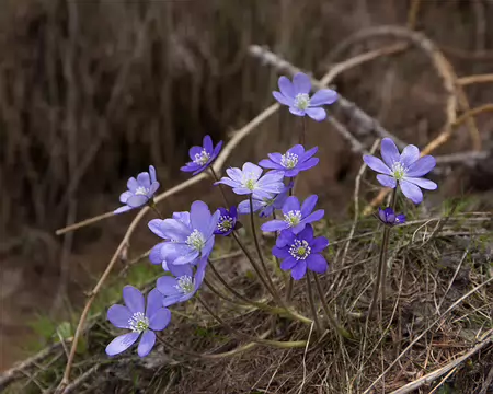FM9A6722 Hépatique noble (Anemone hepatica L., 1753)