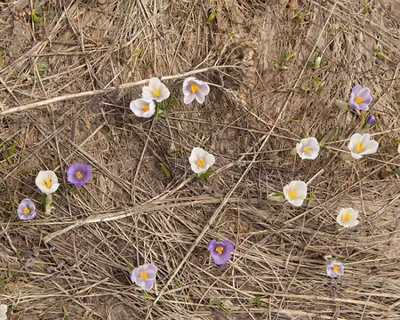 FM9A6748 Crocus blanc (Crocus albiflorus Kit., 1814)