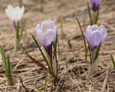 FM9A6750 Crocus blanc (Crocus albiflorus Kit., 1814)