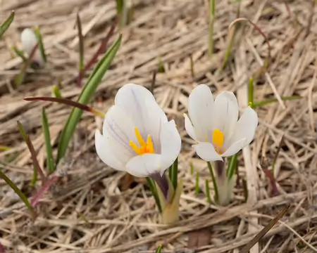 FM9A6753 Crocus blanc (Crocus albiflorus Kit., 1814)