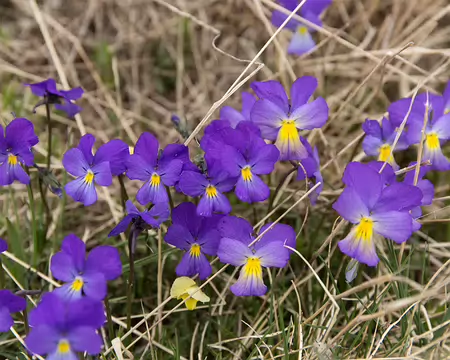 FM9A6761 Pensée des Alpes (Viola calcarata L., 1753)