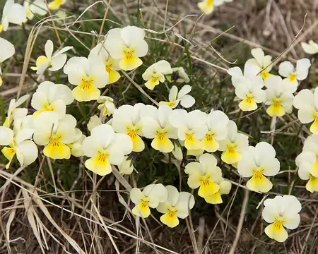 FM9A6763 Pensée des Alpes (Viola calcarata L., 1753)