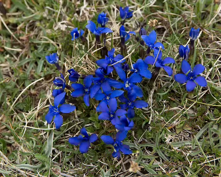 FM9A6831 Gentiane printanière (Gentiana verna L., 1753)