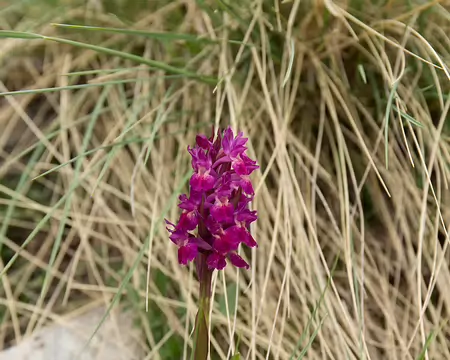 FM9A6867 Orchis alpestre (Dactylorhiza majalis subsp. alpestris (Pugsley) Senghas, 1968)