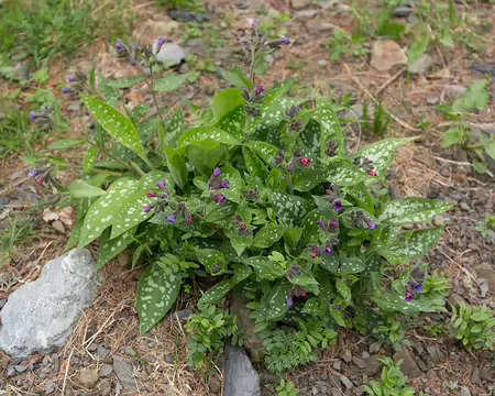FM9A6880 Pulmonaire d'Italie (Pulmonaria saccharata Mill., 1768)