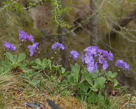FM9A6919 Primevère marginée (Primula marginata Curtis, 1792)