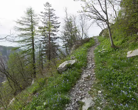 FM9A6953 « Sentiero » fleuri : scilles et coucous