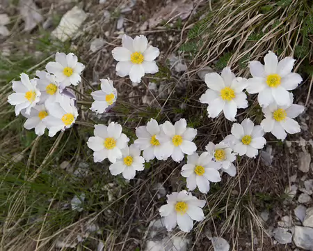 FM9A7056 Pulsatille des Alpes (Pulsatilla alpina (L.) Delarbre subsp. alpina)