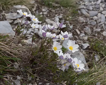 FM9A7058 Pulsatille des Alpes (Pulsatilla alpina (L.) Delarbre subsp. alpina)