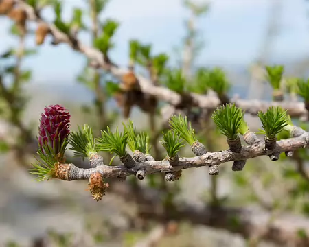 FM9A7077 Mélèze (Larix decidua Mill., 1768)