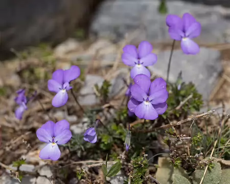 FM9A7158 Pensée des Alpes (Viola calcarata L., 1753)