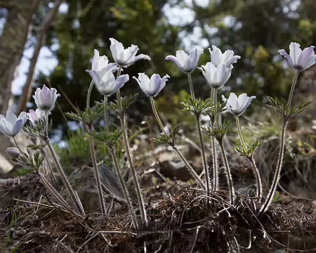 FM9A7223 Pulsatille des Alpes (Pulsatilla alpina (L.) Delarbre subsp. alpina)