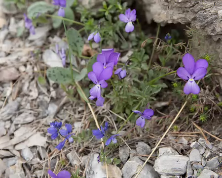 FM9A7255 Pensée des Alpes (Viola calcarata L., 1753) et Polygale du calcaire (Polygala calcarea F.W.Schultz, 1837)