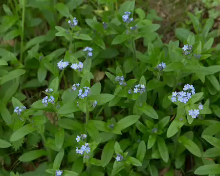 FM9A7350 Myosotis des Alpes (Myosotis alpestris F.W.Schmidt, 1794)