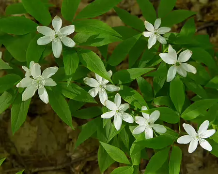 FM9A7362 Anémone trifoliée (Anemone trifolia L.)