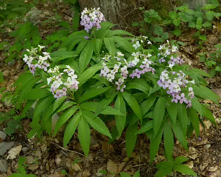 FM9A7368 Cardamine à sept feuilles (Cardamine heptaphylla (Vill.) O.E.Schulz, 1903)