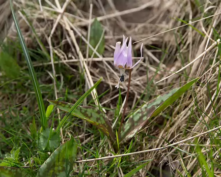 FM9A7381 Erythrone dent de chien (Erythronium dens-canis L., 1753)