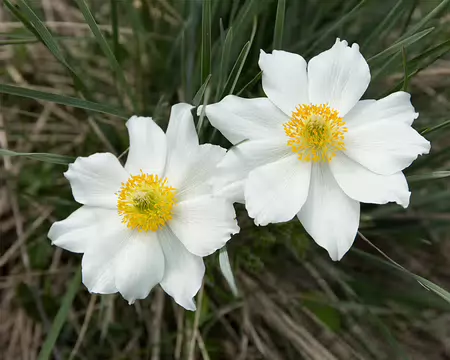 FM9A7382 Pulsatille des Alpes (Pulsatilla alpina (L.) Delarbre subsp. alpina)