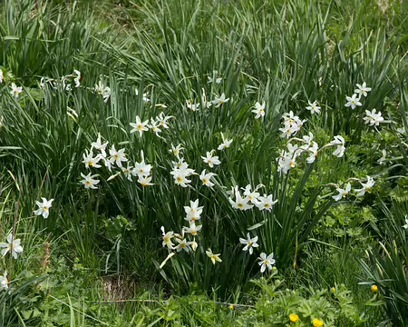 FM9A7394 Narcisse des poètes (Narcissus poeticus L., 1753)