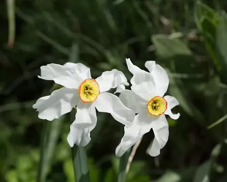 FM9A7395 Narcisse des poètes (Narcissus poeticus L., 1753)