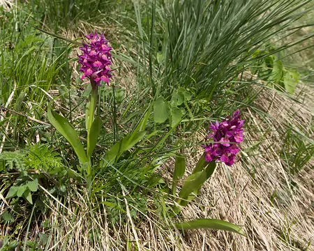 FM9A7396 Orchis alpestre (Dactylorhiza majalis subsp. alpestris (Pugsley) Senghas, 1968)